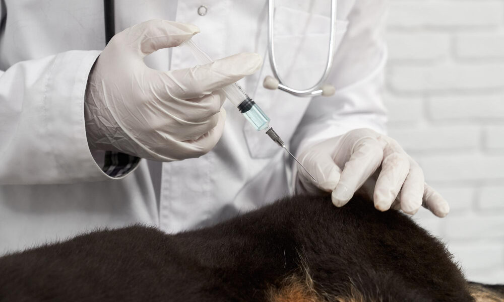 Isoflurane Injection Suppliers & Manufacturers – Aenor Vetcare