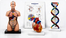 Educational anatomical models